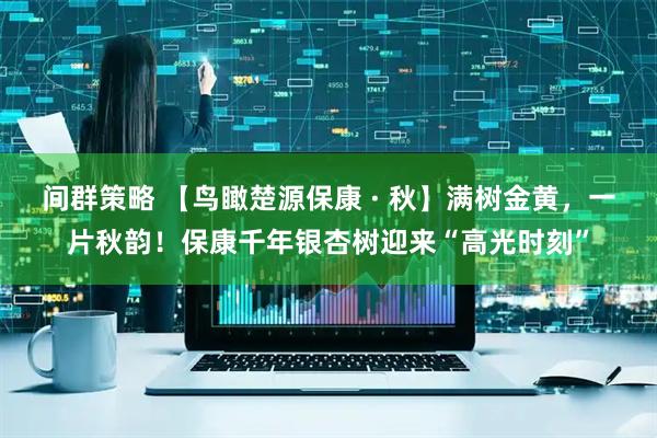 间群策略 【鸟瞰楚源保康 · 秋】满树金黄，一片秋韵！保康千年银杏树迎来“高光时刻”
