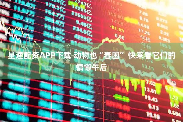 星速配资APP下载 动物也“春困” 快来看它们的慵懒午后